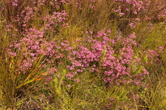 Erica cubica