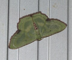 Metallochlora lineata