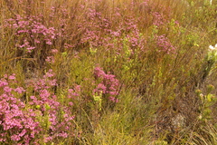 Erica cubica