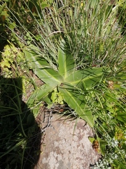 Eucomis autumnalis