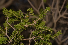 Melaleuca howeana