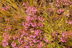 Erica cubica