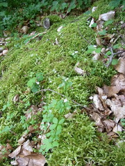 Galium rotundifolium