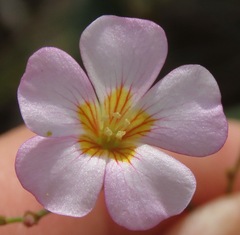 Melochia graminifolia