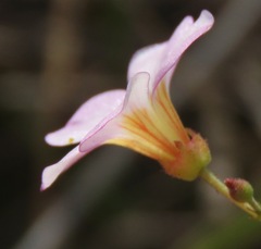 Melochia graminifolia