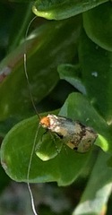 Adelidae