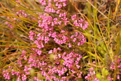 Erica cubica
