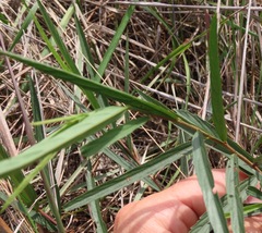Melochia graminifolia