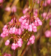 Erica cubica