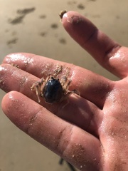 Mictyris longicarpus