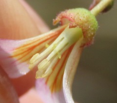 Melochia graminifolia