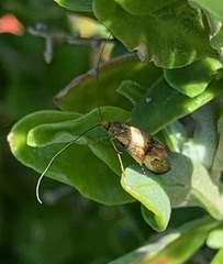 Adelidae