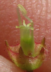 Melochia graminifolia