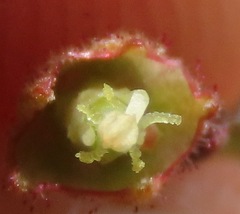 Melochia graminifolia