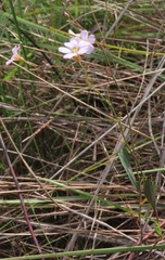 Melochia graminifolia