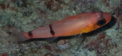 Barred Cardinalfish photo 3