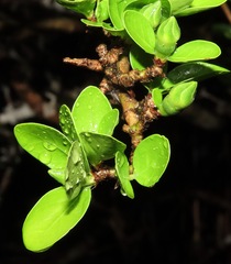 Sphinctanthus microphyllus