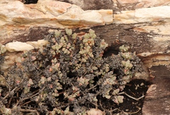 Oscularia deltoides