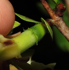 Sphinctanthus microphyllus