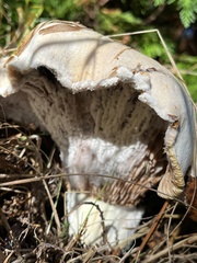 Lactarius controversus