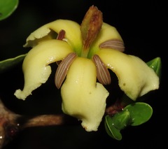 Sphinctanthus microphyllus