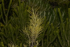 Cassinia tenuifolia