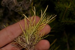 Cassinia tenuifolia