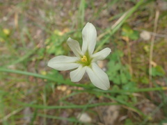 Moraea britteniae