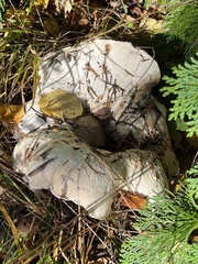Lactarius controversus
