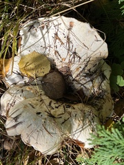 Lactarius controversus
