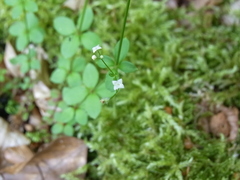 Galium rotundifolium