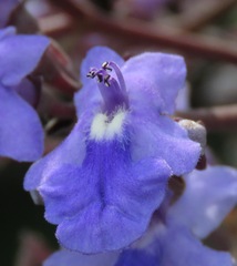 Vitex cymosa