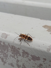 Physopelta gutta gutta