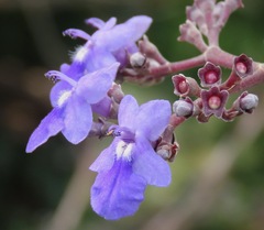 Vitex cymosa