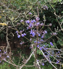 Vitex cymosa