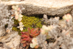 Hypodontium pomiforme