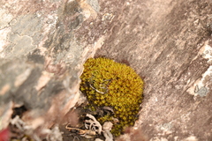 Hypodontium pomiforme