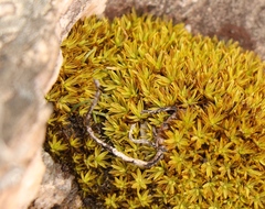 Hypodontium pomiforme