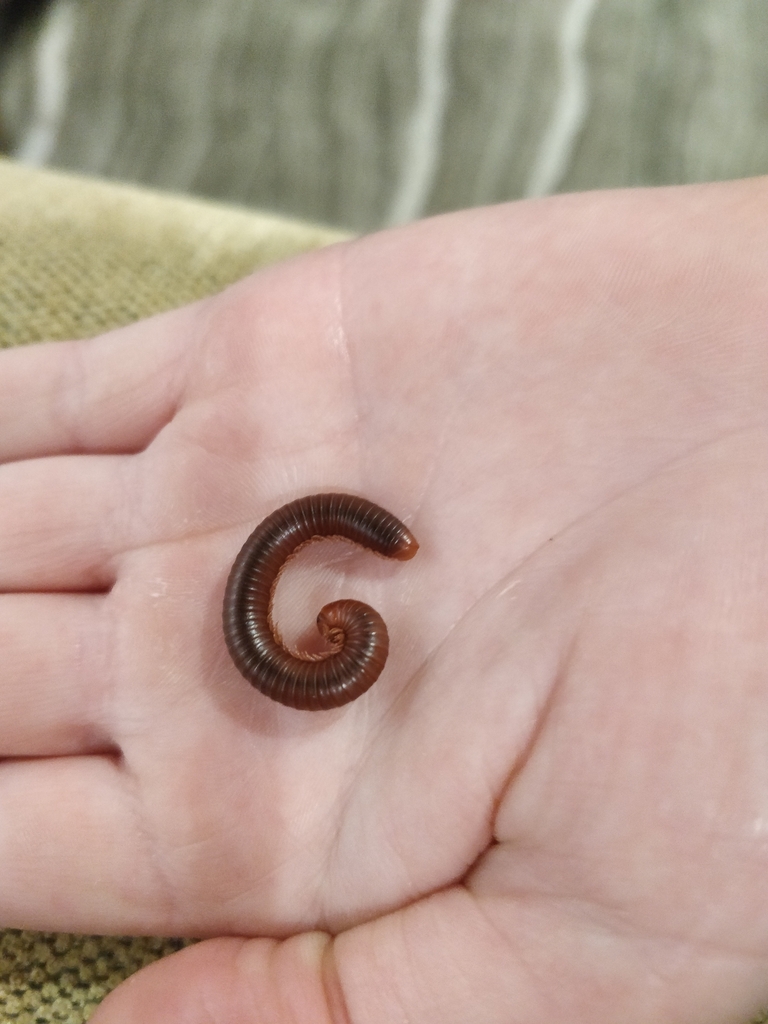 Round Backed Millipedes From Kissimmee Fl Usa On October