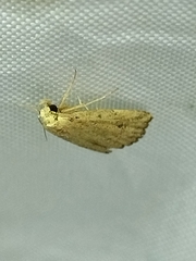 Cerynea punctilinealis