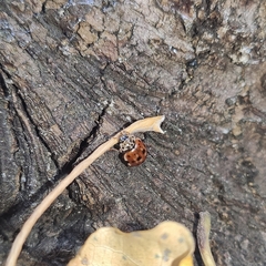 Harmonia quadripunctata