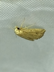 Cerynea punctilinealis