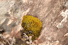 Hypodontium pomiforme