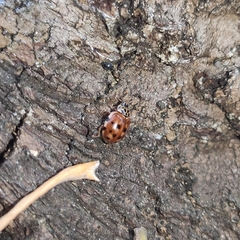 Harmonia quadripunctata