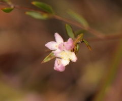 Lachnaea burchellii