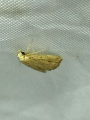 Cerynea punctilinealis