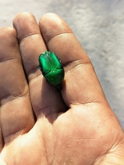 Heterorrhina elegans