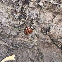 Harmonia quadripunctata