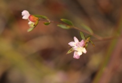 Lachnaea burchellii