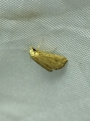 Cerynea punctilinealis